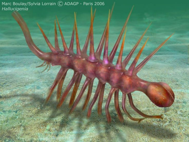  2. Được đặt tên vì hình dạng kỳ dị. Cái tên "Hallucigenia" xuất phát từ việc hình dáng của sinh vật này trông giống như một ảo giác kỳ lạ (hallucination), với cơ thể thon dài, nhiều chân và gai nhọn. Ảnh: Pinterest.