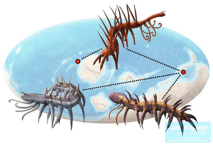  3. Ban đầu bị lắp ráp sai khi phục dựng. Khi mới được phát hiện, các nhà khoa học đã lắp ráp sai hóa thạch của Hallucigenia, đặt phần gai nhọn xuống dưới và chân lên trên, khiến nó trông càng kỳ quái hơn. Ảnh: Pinterest.