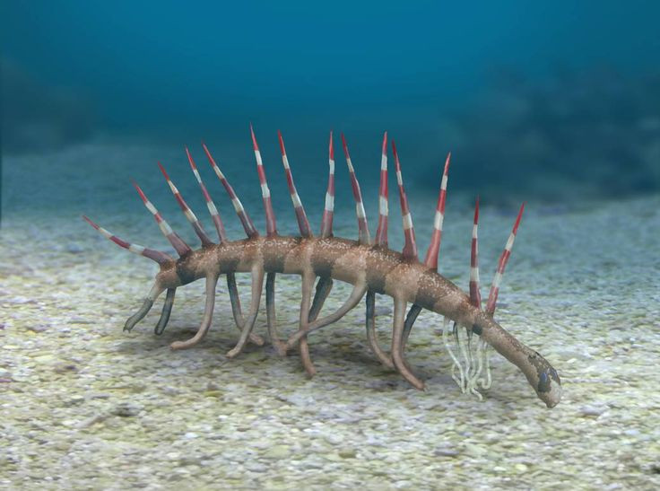  6. Có bộ giáp gai nhọn để tự vệ. Những chiếc gai cứng trên lưng Hallucigenia được cho là vũ khí tự vệ, giúp nó tránh khỏi sự tấn công của những loài săn mồi dưới đại dương cổ đại. Ảnh: Pinterest.