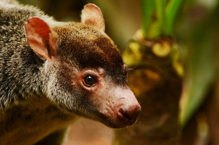  6. Hoạt động chủ yếu vào ban đêm. Chuột túi cây là loài sống về đêm, chúng dành phần lớn thời gian ban ngày để nghỉ ngơi trên cành cây và chỉ ra ngoài kiếm ăn khi trời tối. Ảnh: Pinterest.