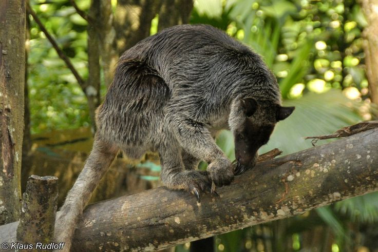  3. Có đuôi dài giúp giữ thăng bằng. Chuột túi cây sở hữu một chiếc đuôi dài, có thể dài bằng hoặc dài hơn cơ thể của chúng. Chiếc đuôi này giúp chúng duy trì sự thăng bằng khi di chuyển trên cành cây. Ảnh: Pinterest.