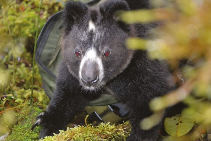  7. Là loài ăn chay chính hiệu. Chế độ ăn của chuột túi cây chủ yếu là lá cây, trái cây, hoa và đôi khi là vỏ cây. Hệ tiêu hóa của chúng thích nghi để xử lý lượng lớn chất xơ từ thực vật. Ảnh: Pinterest.