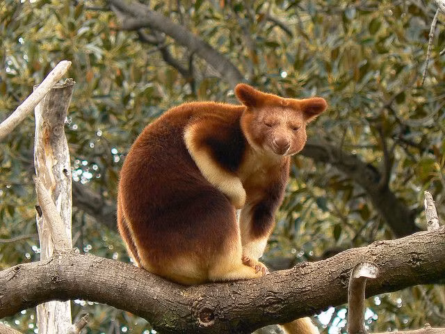  4. Có thể rơi từ độ cao lớn mà không bị thương. Chuột túi cây có khả năng nhảy từ độ cao hơn 9 mét xuống đất mà không gặp vấn đề gì. Ảnh: Pinterest.