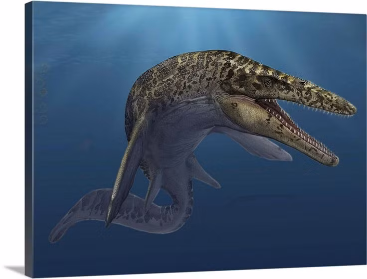  7. Sống vào cuối kỷ Phấn Trắng, cách đây khoảng 70-66 triệu năm. Chúng là một trong những loài động vật bị tuyệt chủng trong sự kiện đại diệt chủng cùng thời với khủng long. Ảnh: Pinterest.