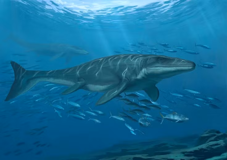  5. Có mối quan hệ gần với rắn và thằn lằn hiện đại. Mosasaurus là họ hàng xa của các loài rắn và thằn lằn ngày nay, chia sẻ nhiều đặc điểm về cấu trúc cơ thể. Ảnh: Pinterest.