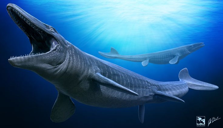  2. Chúng có thể dài hơn một chiếc xe buýt. Với chiều dài lên đến 17 mét, Mosasaurus là một trong những loài bò sát biển lớn nhất từng được biết đến. Ảnh: Pinterest.