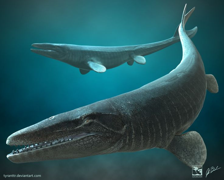  6. Cơ thể thích nghi hoàn hảo cho cuộc sống dưới nước. Mosasaurus có vây giống cá ở tứ chi và đuôi dài hình mái chèo giúp nó bơi lội nhanh nhẹn trong đại dương. Ảnh: Pinterest.
