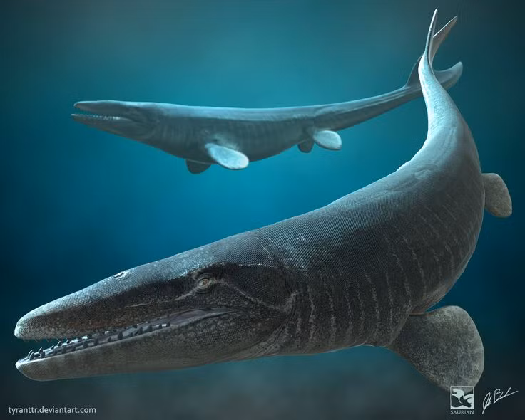  6. Cơ thể thích nghi hoàn hảo cho cuộc sống dưới nước. Mosasaurus có vây giống cá ở tứ chi và đuôi dài hình mái chèo giúp nó bơi lội nhanh nhẹn trong đại dương. Ảnh: Pinterest.