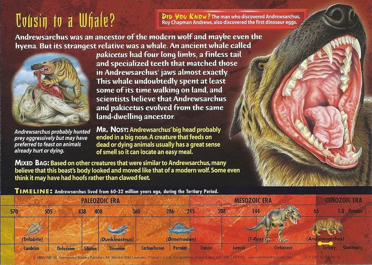  8. Vẫn còn nhiều bí ẩn chưa được giải đáp. Vì chỉ có duy nhất một hộp sọ hóa thạch được tìm thấy, các nhà khoa học vẫn chưa biết chính xác hình dáng cơ thể và cách sống của Andrewsarchus, khiến nó trở thành một trong những loài động vật tiền sử bí ẩn nhất. Ảnh: Pinterest.