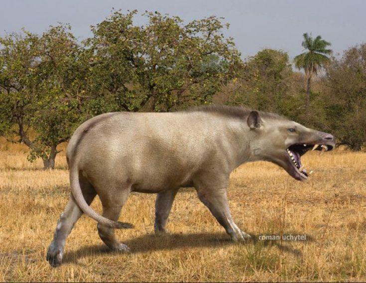  5. Hàm răng mạnh mẽ để nghiền nát xương. Hộp sọ của Andrewsarchus cho thấy nó có bộ răng cực kỳ chắc khỏe, có khả năng nghiền nát xương và vỏ cứng của con mồi. Ảnh: Pinterest.