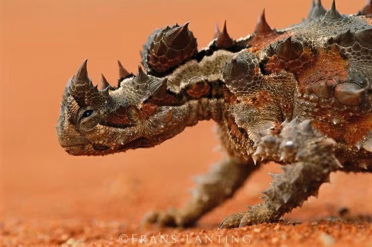  3. Chỉ ăn kiến – và ăn cực nhiều. Chế độ ăn của chúng gần như chỉ gồm kiến, với con số lên đến vài nghìn con mỗi ngày. Ảnh: Pinterest.