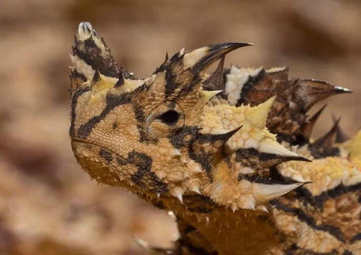  4. Uống nước bằng… da. Nhờ hệ thống rãnh nhỏ giữa các gai trên da, chúng có thể hút nước mưa, sương hoặc hơi ẩm từ đất qua da và dẫn về miệng. Ảnh: Pinterest.