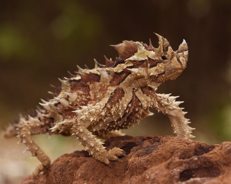 8. Là biểu tượng của sinh thái Úc. Moloch horridus là loài bản địa, mang giá trị sinh học và văn hóa lớn, được xem là biểu tượng độc đáo của vùng đất hoang mạc nước Úc. Ảnh: Pinterest.