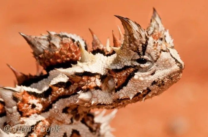 7. Tên gọi mang đậm tính thần thoại. "Moloch horridus" được đặt theo tên một vị thần cổ đại gắn với sự hiến tế, phản ánh vẻ ngoài dữ dội của loài này. Ảnh: Pinterest.