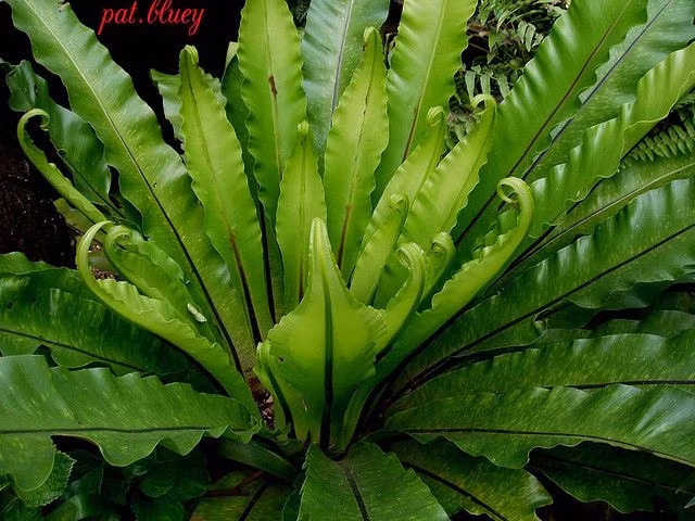  1. Tên gọi bắt nguồn từ hình dáng của cây. Dương xỉ tổ chim có lá mọc thành hình tròn từ trung tâm, tạo thành một "tổ" tự nhiên giống như nơi chim làm tổ, vì vậy mà nó có tên gọi đặc biệt này. Ảnh: Pinterest.