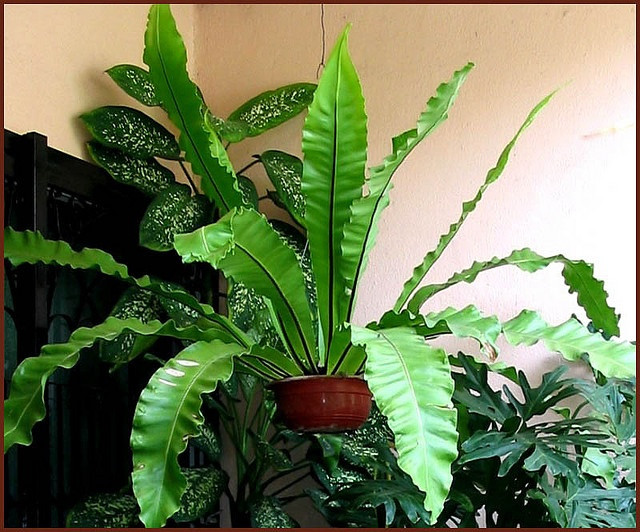  5. Là một loại cây có khả năng lọc không khí. Theo nghiên cứu của NASA, dương xỉ tổ chim có thể giúp loại bỏ các chất độc hại như formaldehyde và benzene trong không khí, giúp không gian sống trong lành hơn. Ảnh: Pinterest.