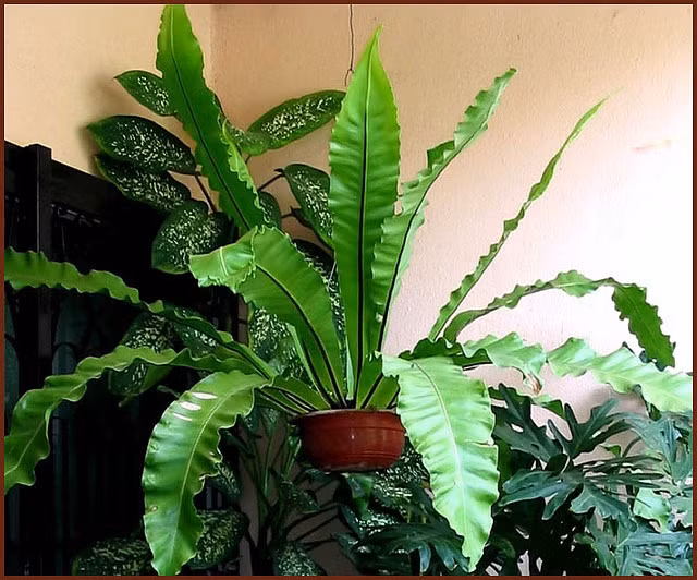  5. Là một loại cây có khả năng lọc không khí. Theo nghiên cứu của NASA, dương xỉ tổ chim có thể giúp loại bỏ các chất độc hại như formaldehyde và benzene trong không khí, giúp không gian sống trong lành hơn. Ảnh: Pinterest.