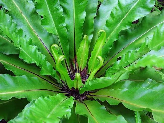  8. Là loài cây biểu tượng cho sự may mắn và thịnh vượng. Theo phong thủy, dương xỉ tổ chim mang lại sự cân bằng, giúp không gian trở nên hài hòa và thu hút tài lộc cho gia chủ, đặc biệt khi đặt trong nhà hoặc văn phòng. Ảnh: Pinterest.