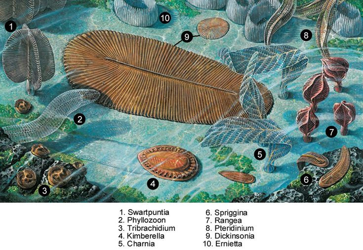  1. Spriggina sống cách đây hơn 550 triệu năm. Spriggina tồn tại trong kỷ Ediacara – trước cả sự kiện bùng nổ sự sống Cambri, khi đa dạng sinh học của Trái đất vẫn còn rất hạn chế. Ảnh: Pinterest.