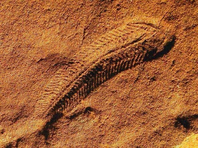  6. Tên gọi vinh danh nhà địa chất Reg Sprigg. Spriggina được đặt theo tên của Reg Sprigg – người đầu tiên phát hiện ra hóa thạch sinh vật Ediacara tại Úc vào năm 1946. Ảnh: Pinterest.