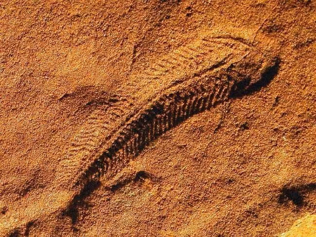  6. Tên gọi vinh danh nhà địa chất Reg Sprigg. Spriggina được đặt theo tên của Reg Sprigg – người đầu tiên phát hiện ra hóa thạch sinh vật Ediacara tại Úc vào năm 1946. Ảnh: Pinterest.