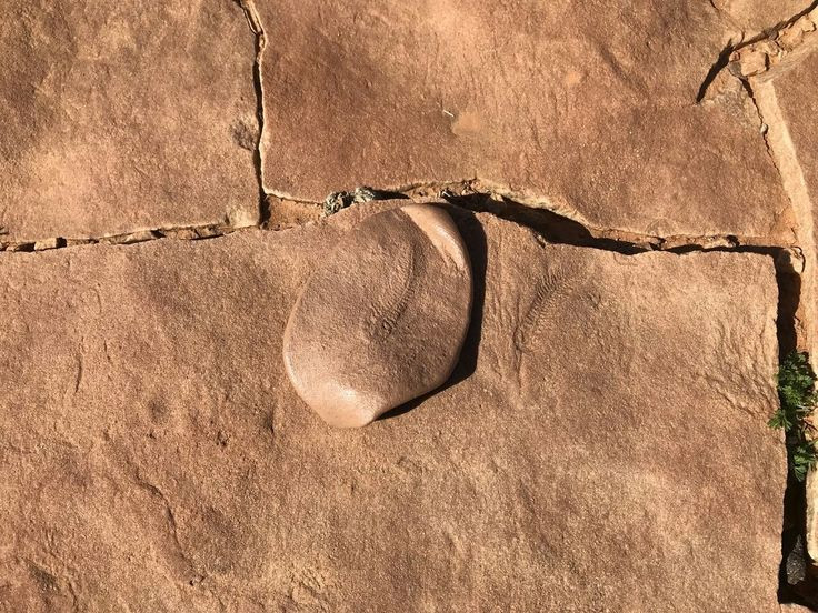  7. Hóa thạch Spriggina chủ yếu được tìm thấy ở Úc. Khu vực nổi tiếng nhất là vùng Flinders Ranges, Nam Úc – nơi lưu giữ nhiều hóa thạch Ediacara độc đáo nhất thế giới. Ảnh: Pinterest.