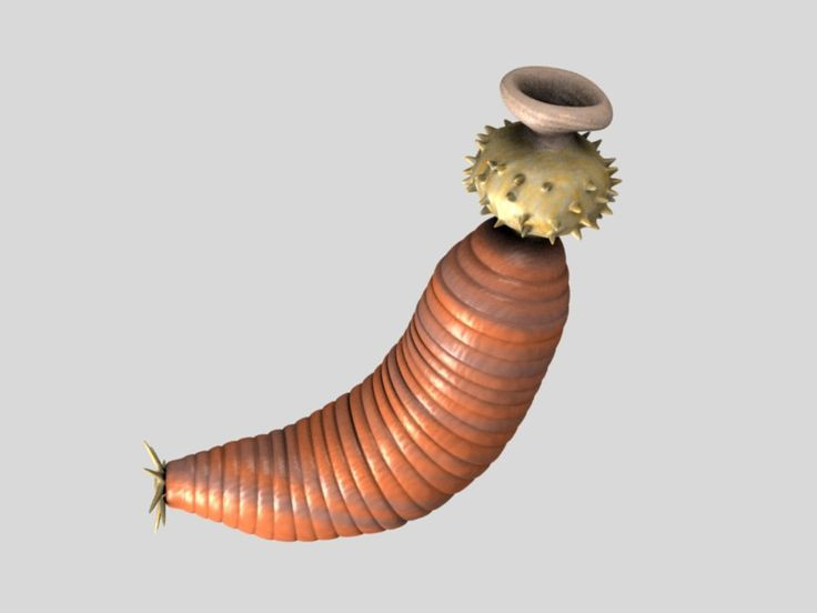  4. Có thể là tổ tiên của giun đốt hoặc các loài chân đốt. Dù chưa rõ chính xác Spriggina thuộc nhóm nào, nhiều nhà khoa học cho rằng chúng có liên hệ tiến hóa với các sinh vật như giun đốt hoặc côn trùng cổ đại. Ảnh: Pinterest.