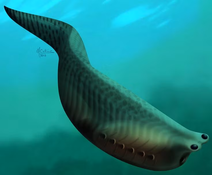  2. Có cơ thể đối xứng hai bên như động vật hiện đại. Điểm đặc biệt là Spriggina sở hữu cơ thể đối xứng trái – phải, điều hiếm thấy trong hệ sinh vật thời kỳ đó và có thể là bước đầu cho cấu trúc cơ thể động vật sau này. Ảnh: Pinterest.