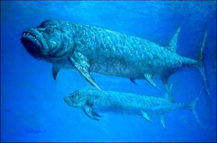 7. Tên gọi "Xiphactinus" nghĩa là "cá kiếm". Tên khoa học của loài này bắt nguồn từ tiếng Hy Lạp, "xiphos" nghĩa là "kiếm" và "aktinos" nghĩa là "tia" hay "tia sáng", ám chỉ hình dạng vây sắc nhọn của chúng. Ảnh: Pinterest.