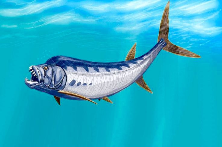 4. Hóa thạch Xiphactinus từng được tìm thấy với nguyên một con cá khác trong bụng. Các hóa thạch đã cho thấy Xiphactinus có thể nuốt chửng con mồi gần bằng cơ thể mình, đôi khi hành động này dẫn đến cái chết do tổn thương nội tạng. Ảnh: Pinterest.