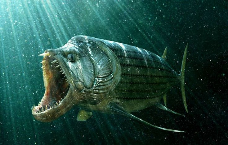 1. Xiphactinus là loài cá săn mồi khổng lồ sống cách đây 100 triệu năm. Xiphactinus tồn tại vào cuối kỷ Phấn Trắng, thời kỳ mà đại dương ngập tràn những sinh vật to lớn và hung dữ. Ảnh: Pinterest.