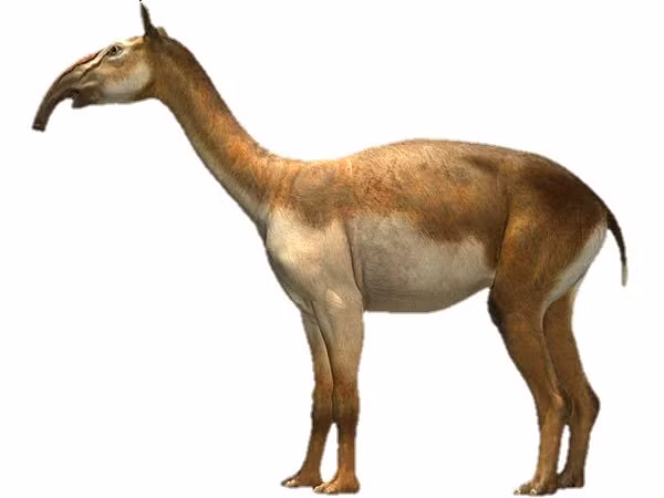  1. Macrauchenia không phải là tổ tiên của lạc đà. Thân hình giống lạc đà khiến nhiều người nhầm tưởng Macrauchenia có quan hệ họ hàng với lạc đà, nhưng thực tế chúng không có mối liên hệ trực tiếp nào với lạc đà hiện đại. Ảnh: Pinterest.