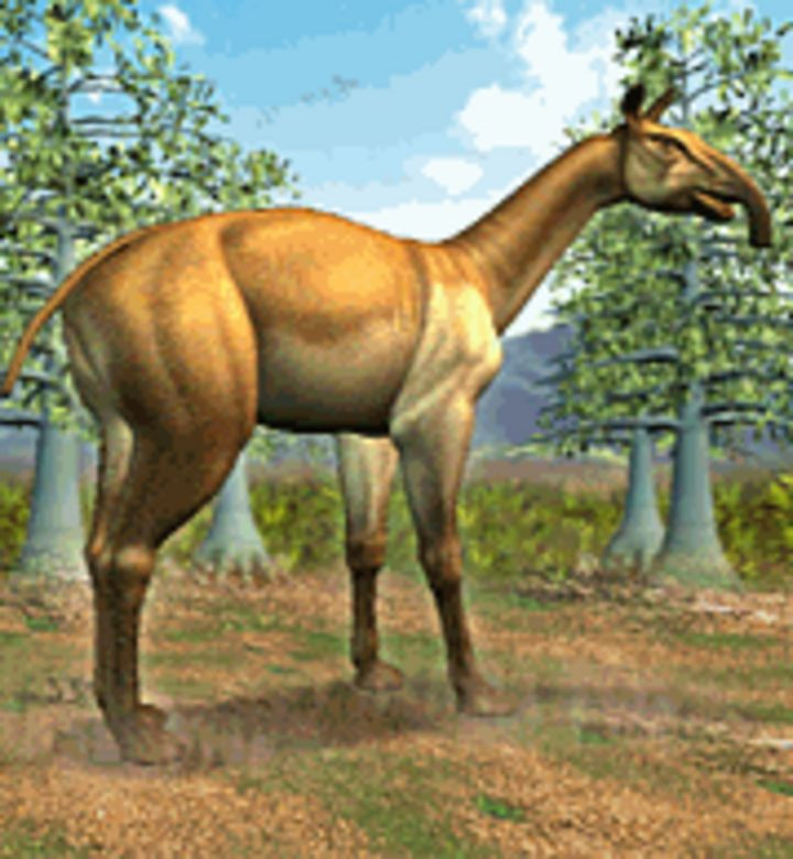  4. ADN cổ đại giúp xác định mối quan hệ họ hàng. Năm 2017, các nhà khoa học giải mã được ADN của Macrauchenia và phát hiện chúng có họ xa với ngựa, tê giác và lợn vòi. Ảnh: Pinterest.