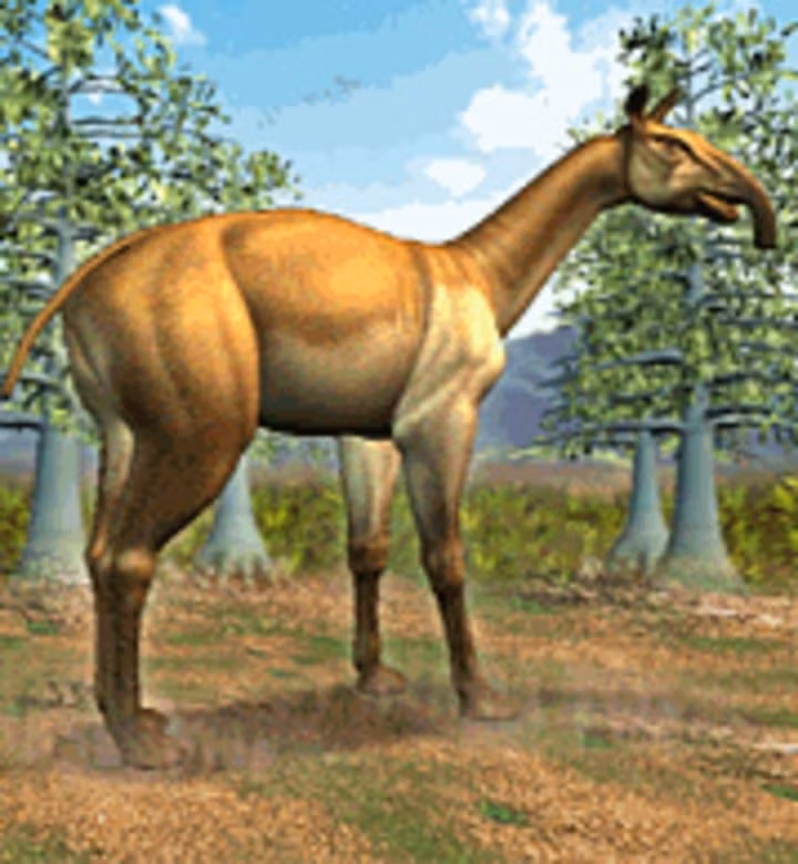  4. ADN cổ đại giúp xác định mối quan hệ họ hàng. Năm 2017, các nhà khoa học giải mã được ADN của Macrauchenia và phát hiện chúng có họ xa với ngựa, tê giác và lợn vòi. Ảnh: Pinterest.