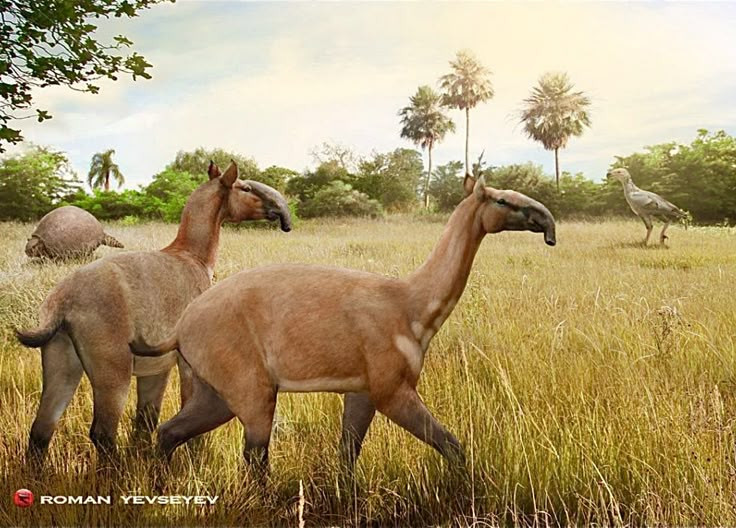  8. Chúng có thể là nạn nhân của sự tuyệt chủng do con người. Macrauchenia có thể đã bị tuyệt chủng bởi sự săn bắn của con người cổ đại khi họ đến Nam Mỹ, kết hợp với thay đổi khí hậu. Ảnh: Pinterest.