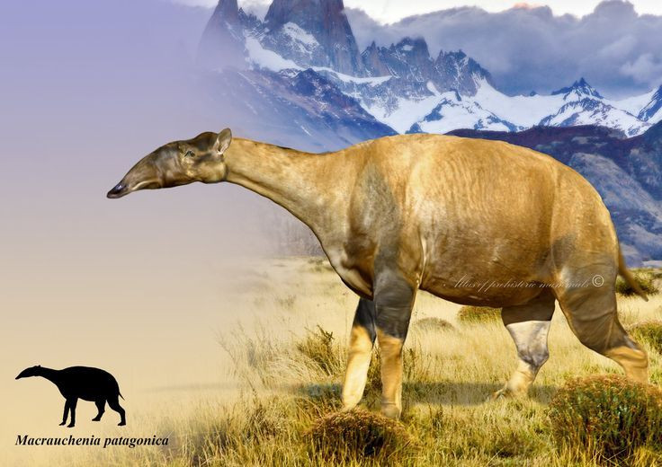  5. Darwin là người đầu tiên phát hiện hóa thạch của chúng. Nhà tự nhiên học Charles Darwin tìm thấy hóa thạch Macrauchenia lần đầu tiên vào năm 1834 tại Patagonia, Argentina. Ảnh: Pinterest.