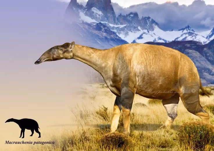  5. Darwin là người đầu tiên phát hiện hóa thạch của chúng. Nhà tự nhiên học Charles Darwin tìm thấy hóa thạch Macrauchenia lần đầu tiên vào năm 1834 tại Patagonia, Argentina. Ảnh: Pinterest.