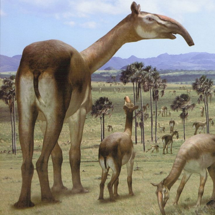  6. Chúng có thể nặng đến một tấn. Macrauchenia trưởng thành có chiều cao khoảng 2 mét và nặng đến 1.000 kg – tương đương một con bò lớn ngày nay. Ảnh: Pinterest.