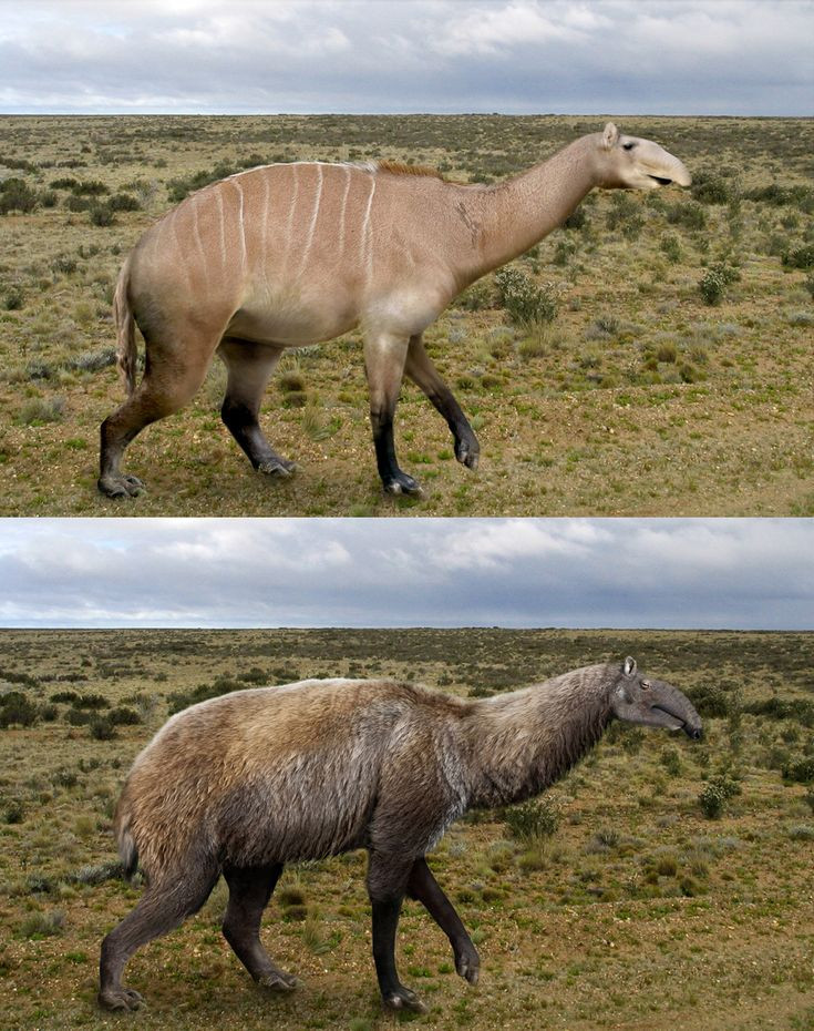  3. Chúng thuộc về một nhóm động vật đã tuyệt chủng hoàn toàn. Macrauchenia là thành viên của bộ Litopterna – một nhóm động vật có vú đặc hữu của Nam Mỹ, ngày nay đã biến mất hoàn toàn. Ảnh: Pinterest.