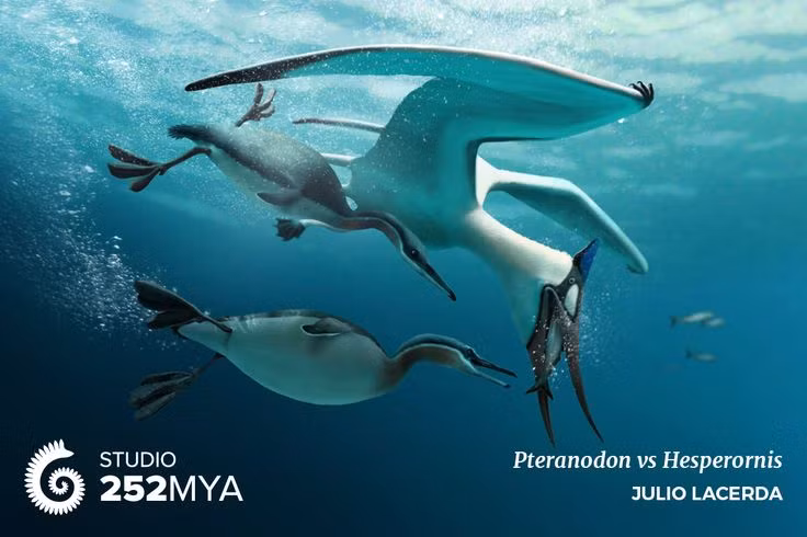  7. Là bằng chứng chuyển tiếp trong tiến hóa của chim. Với đặc điểm vừa giống chim, vừa giống bò sát như răng và đuôi dài, Hesperornis giúp các nhà cổ sinh học hiểu rõ hơn về quá trình tiến hóa từ khủng long sang chim hiện đại. Ảnh: Pinterest.