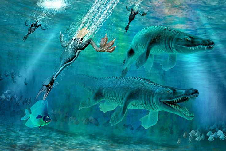  6. Chúng sống cách đây khoảng 80–100 triệu năm. Hesperornis từng bơi lội khắp vùng biển nông Bắc Mỹ vào cuối kỷ Phấn Trắng, cùng thời với khủng long bạo chúa và nhiều loài bò sát biển khổng lồ. Ảnh: Pinterest.