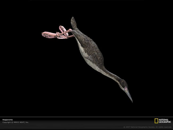  3. Cơ thể chúng dài tới 1,8 mét. So với các loài chim hiện đại, Hesperornis khá to lớn, với chiều dài cơ thể gần bằng một người trưởng thành – khiến nó trở thành một kẻ săn mồi đáng gờm dưới nước. Ảnh: Pinterest.