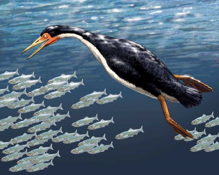  2. Chúng là thợ lặn cực giỏi trong kỷ Phấn Trắng. Với chân sau phát triển mạnh mẽ và cơ thể thuôn dài, Hesperornis rất giỏi trong việc bơi và săn cá – tương tự như chim cánh cụt ngày nay. Ảnh: Pinterest.