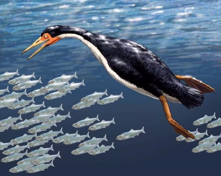  2. Chúng là thợ lặn cực giỏi trong kỷ Phấn Trắng. Với chân sau phát triển mạnh mẽ và cơ thể thuôn dài, Hesperornis rất giỏi trong việc bơi và săn cá – tương tự như chim cánh cụt ngày nay. Ảnh: Pinterest.