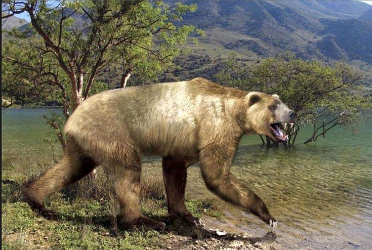 6. Gấu Arctodus sống chủ yếu ở Bắc Mỹ. Hóa thạch của gấu mặt ngắn được tìm thấy ở nhiều nơi như Canada, Alaska cho tới tận miền nam nước Mỹ – cho thấy sự phân bố rộng lớn của loài này. Ảnh: Pinterest.