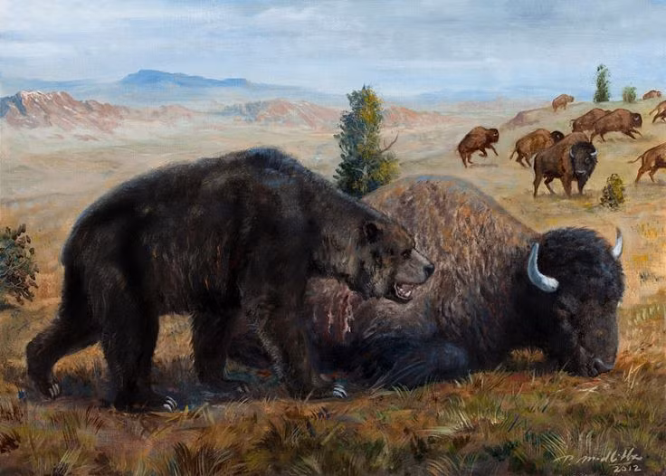  5. Thức ăn của gấu Arctodus không chỉ là thịt tươi sống. Một số nghiên cứu chỉ ra rằng ngoài thịt tươi sống, gấu mặt ngắn có thể là loài ăn xác thối cơ hội – cướp mồi từ các loài thú săn mồi khác. Ảnh: Pinterest.