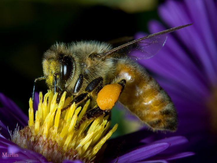  5. Ong sát thủ cực kỳ nhạy cảm với chuyển động và tiếng động. Chúng có thể bị kích động bởi tiếng động nhẹ hoặc hoạt động gần tổ, khiến khả năng bị tấn công bất ngờ rất cao nếu đến gần mà không biết. Ảnh: Pinterest.
