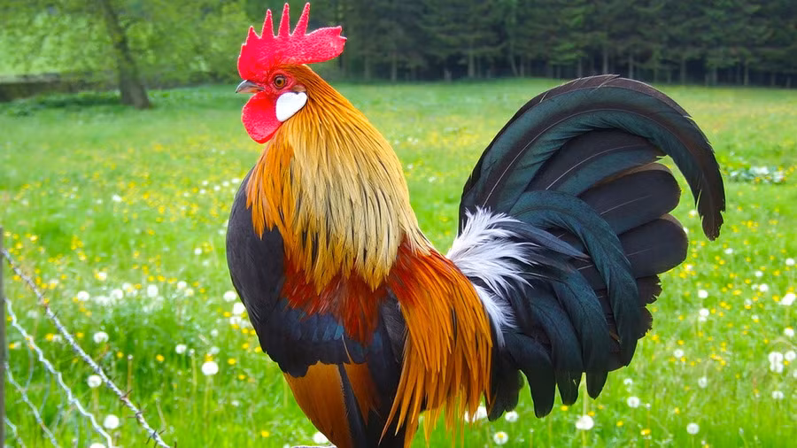 Tuổi Dậu - Phất lên như diều gặp gió, tiền bạc rủng rỉnh: Xếp thứ hai trong danh sách là tuổi Dậu – con giáp vốn được biết đến với sự chăm chỉ, tỉ mỉ và khả năng quản lý tài chính tuyệt vời. 