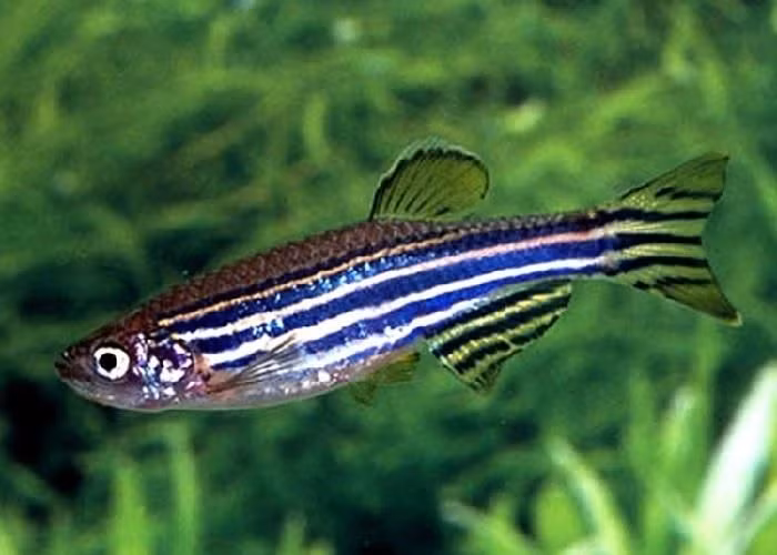  2. Chúng có thể tái tạo được tim. Trong điều kiện nghiên cứu, cá ngựa vằn có khả năng tái tạo một phần lớn tim sau khi bị tổn thương, điều này khiến các nhà khoa học đặc biệt quan tâm trong lĩnh vực y học tái tạo. Ảnh: Pinterest.