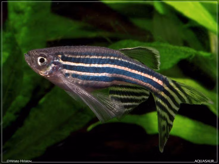  3. Cá ngựa vằn có thể nhớ và học. Chúng có khả năng ghi nhớ vị trí, phản ứng với các tín hiệu huấn luyện và thậm chí là học cách tránh các mối đe dọa – điều rất đáng ngạc nhiên đối với một loài cá nhỏ bé. Ảnh: Pinterest.